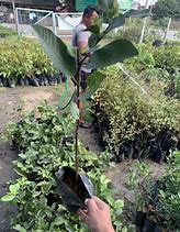 Image result for Pokok Jambu Batu