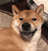 Image result for Smiling Doggo