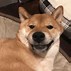 Image result for Smiling Doggo Low Resolution