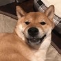 Image result for Smiling Doggo