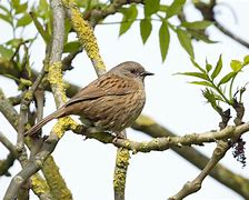 Image result for Dunnock