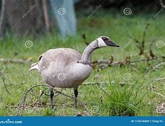 Image result for Albino Canadian Goose