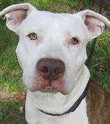 Image result for Adopt Pit Bull