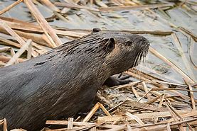 Image result for Show Me a Picture of a Muskrat