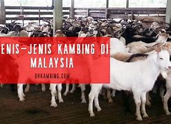 Image result for Paklay Kambing