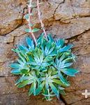 Image result for Dudleya San Diego