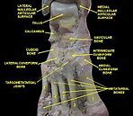 Image result for Intertarsal Articulations