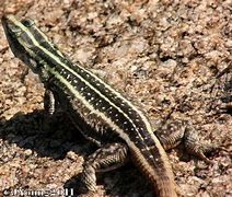 Image result for Flat Lizard Animal Species