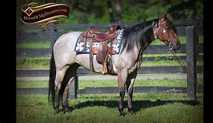 Image result for Light Bay Roan