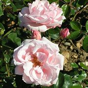 Image result for Roses at Dawn