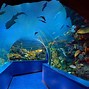 Image result for Aquarium Salon