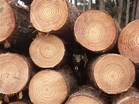 Image result for Radiata Pine Wood