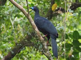 Image result for Black Guan