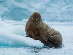 Image result for Albino Baby Walrus