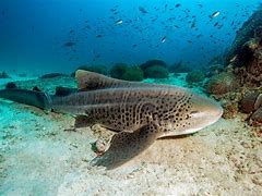 Image result for Little Pet Sharks