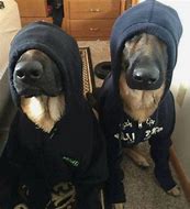 Image result for Funniest German Shepherds