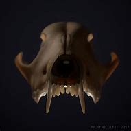 Image result for Coyote Skull Identification