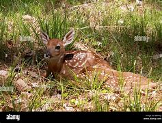 Image result for Newborn Deer Fawn