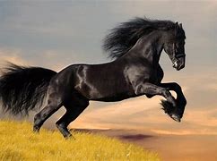 Image result for Friesian Horse Wallpaper