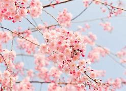 Image result for What IA Cherry Blossom Flower