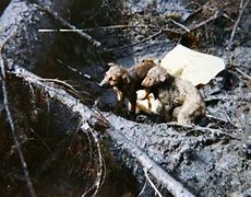 Image result for Mount St. Helens Victims