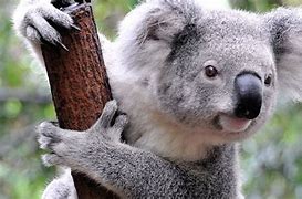 Image result for Los Koalas