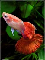 Image result for Orange Guppy