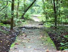 Image result for Forest Walk Path