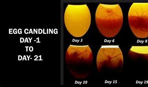 Image result for Serama Chicken Egg Candling Chart