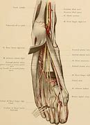 Image result for Dorsal Pedal Artery Anatomy