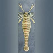 Image result for Eurypterid Diagram