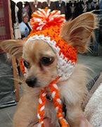 Image result for Hat for a Dog