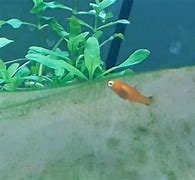 Image result for Baby Platy