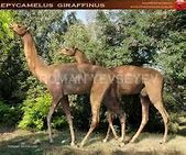 Image result for Aepycamelus