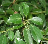 Image result for Camphor Tree Symbol