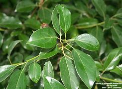 Image result for Camphor Tree New Leaves