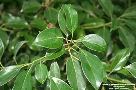 Image result for Camphor Tree Images