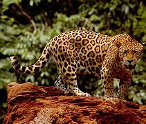 Image result for Wild Animal Jaguar