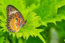 Image result for Butterfly Closed Wings Black and Red