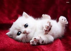 Image result for Cool Kitten Wallpaper