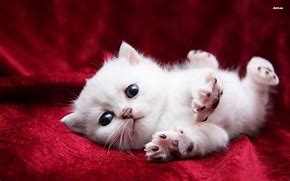 Image result for Cute Cats and Kittens Pictures