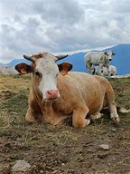 Image result for Cattle Herd