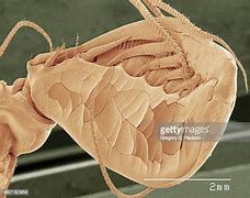 Image result for Shrimp Antennae