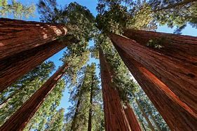 Image result for Sequoia National Park Animals