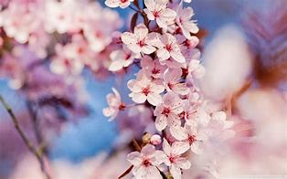 Image result for Cherry Blossom Characteristics