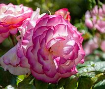 Image result for Itali Roses