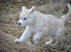 Image result for Baby Dire Wolf