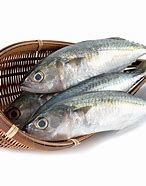 Image result for Frozen Mackerel Bait