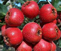 Image result for Pinnatifida Tree