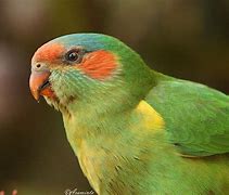 Image result for Brown Lorikeet